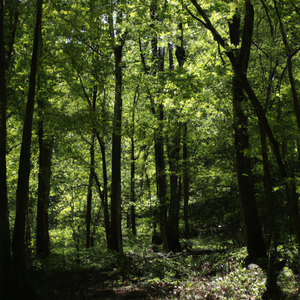 Gobinda Gobinda Haray