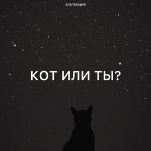 Кот или ты?