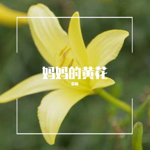 妈妈的黄花伴奏