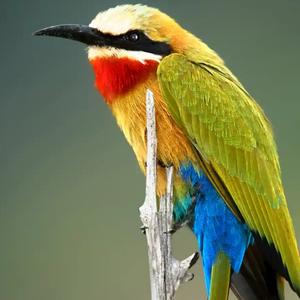 听（狂飙）（抖音飙升）