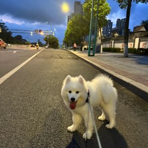 落日晚风（抒情版）