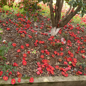 椿（Cover：沈以诚）