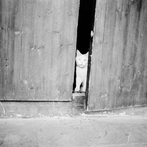 高速小曲（橘子 +DJ版）