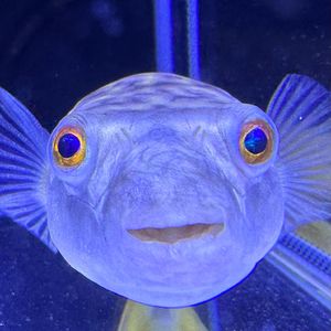 自由唯心主义家