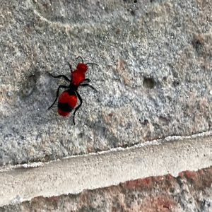 Loha (feat. hey rnr)