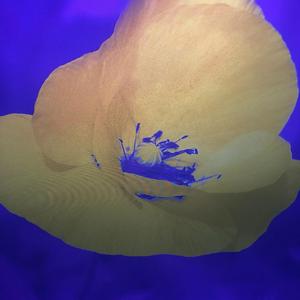 Who dat boy? (feat. Jswervin)