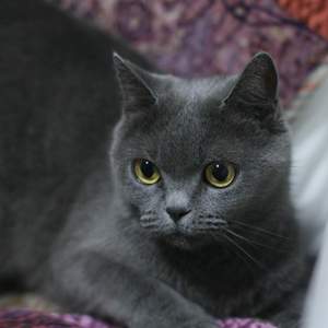 温柔（翻自 五月天）