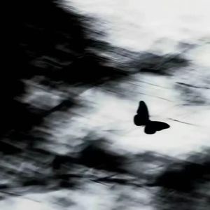 侧脸V1（终极版）