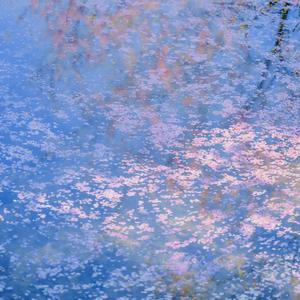 我与一株花的距离