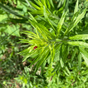 365 (feat. Valentino.C)