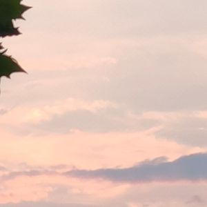 想醉