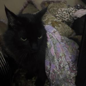 precinct (feat. vFX)