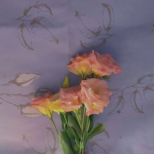 素 心 兰 开 花 了