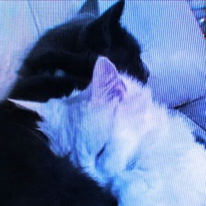 [Free]"死结"-Juice WRLD Type Beat