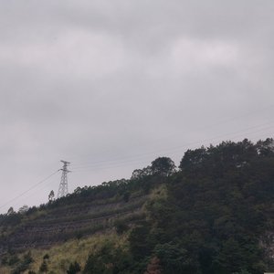 幸福的香椿芽(1）