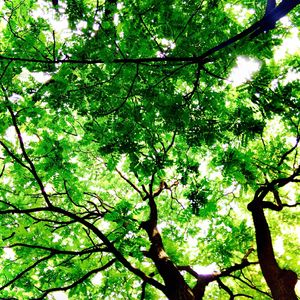 潜入绿意海洋中