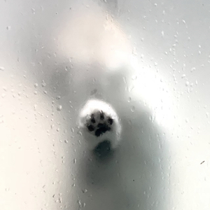 韦礼安-如果可以（⁡⁢⁢ 小羊๑ ⁡⁢⁢ remix）