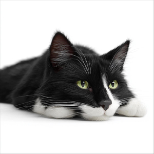 Maxwell the Cat Theme (Orchestral Version)