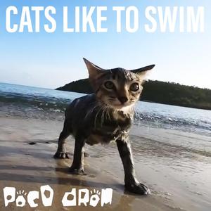 Cats Like to Swim