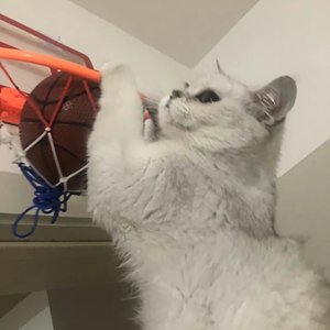 八百公里-崔三岁