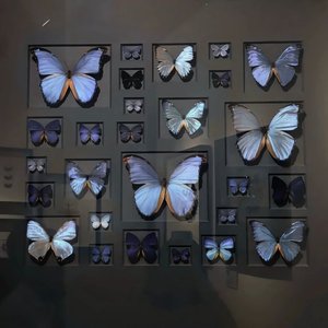 致我的思春期〈脸红的思春期低调〉