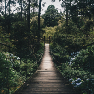 幽谷兰香，林中漫步