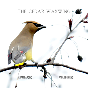 The Cedar Waxwing