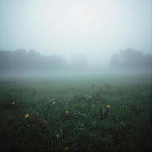 Misty Meadow