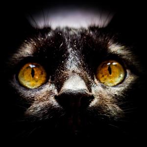Eyes