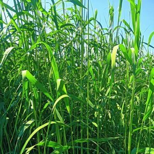 清风与我（纯音乐）