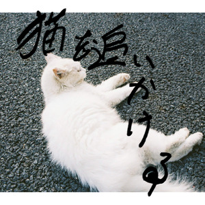 猫を追いかける