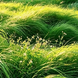 草海