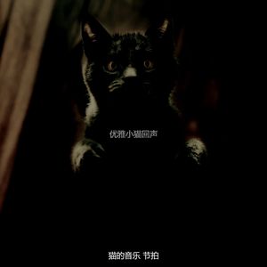 柔和的可爱的猫时刻