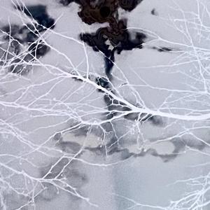 Zås Gang (feat. 6ixstrr & Majin6yxx)