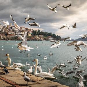 Vögel Baldachin, Pt. 2