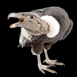 Cóndor (Audionauta) (En Vivo)