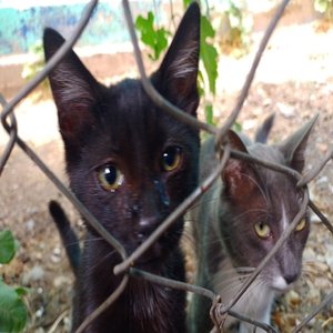 Ayudar para Sobrevivir