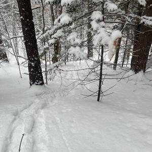 Wind and a Window Flower