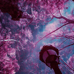 why is the world so lonely