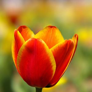 花开盛世情