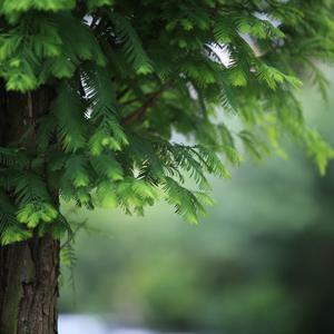 春雨第四季 时间的幻曲