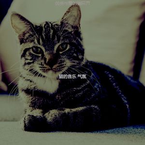 柔和的猫时刻