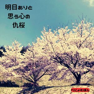 明日ありと思う心の仇桜
