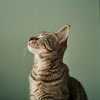Gato Total Relax - Sonidos Calmantes Para El Consuelo Felino