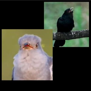 布谷鸟叫+噪鹃叫