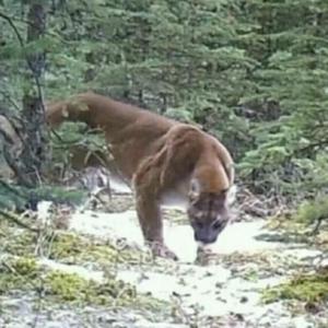 Drop Top(Prod.by RoyalBoyBrazy)