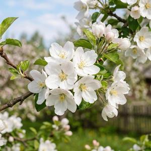 Flor de Manzana