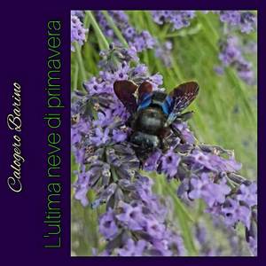 L'ultima neve di primavera