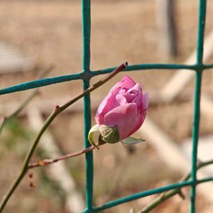 不敢提及你的名字，怕扰了相思
