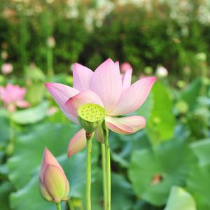 摄略极乐愿文（prod by FRESH_ye）